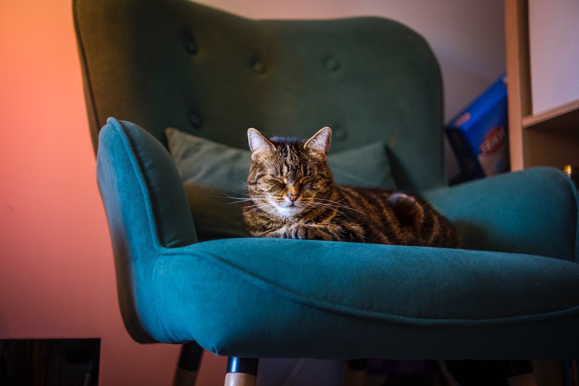 kattenhaar verwijderen van bank