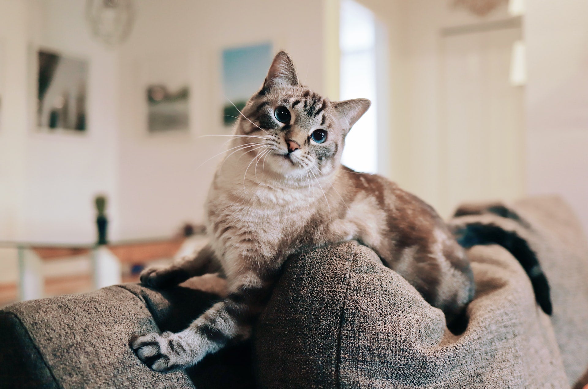 Mijn kat plast op de bank, hoe moet ik de bank schoonmaken?